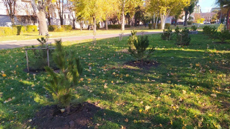 У Дніпрі в парку Глоби висадили соснову галявину (ФОТО, ВІДЕО)