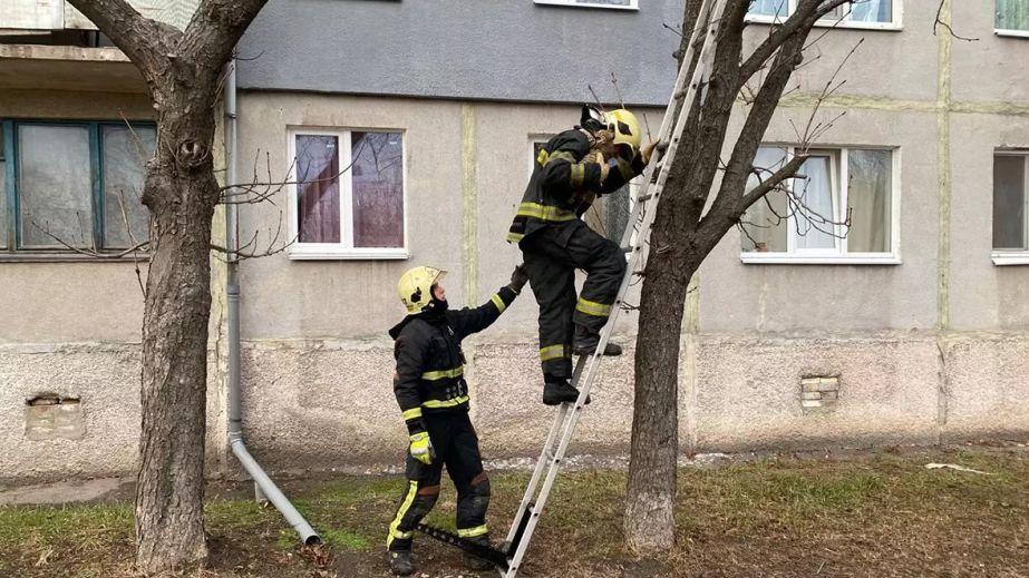 У Павлограді рятувальники зняли кота з дерева (ФОТО)