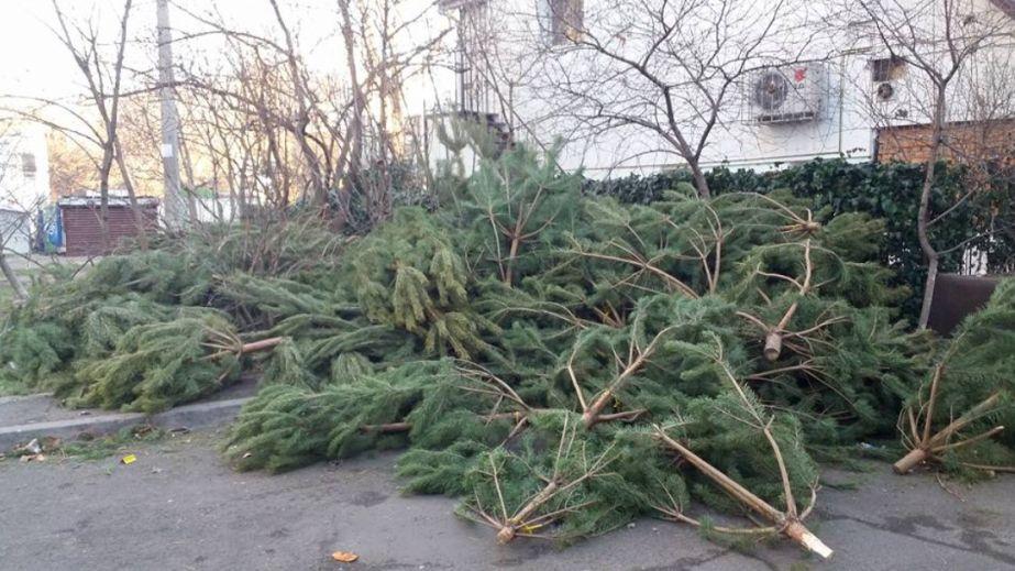 У Дніпрі на Повздовжній вулиці виявили "кладовище ялинок" (ФОТО)