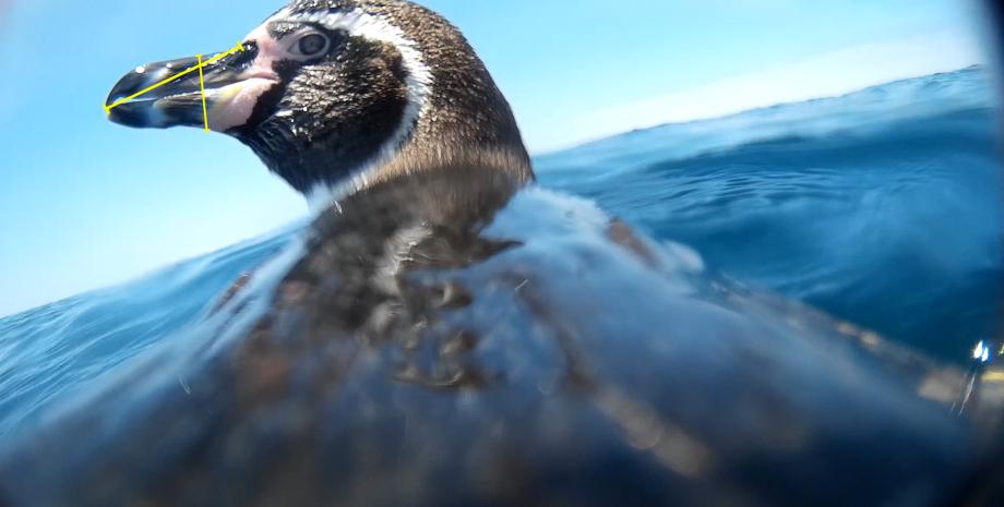 A unique experience: scientists have captured a glimpse of the world through the eyes of a penguin for the first time in history (video).