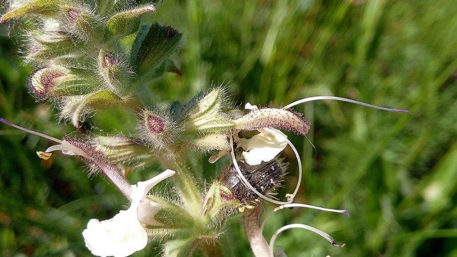 Discovered three years ago: a unique plant found in the Dnipropetrovsk region (PHOTO)