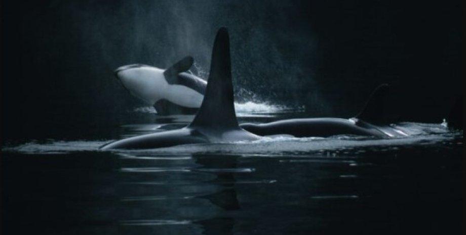 The ever-hungry predator has "taken over" all the oceans of the Earth: here are some facts about orcas (with photos).