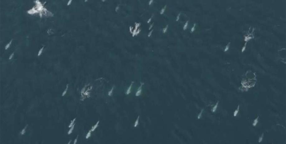 An unusual "super pod" of stout dolphins was spotted off the coast, surprising scientists (video).