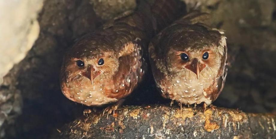 The world's most unique bird mimics bats, flying at night and feeding on fruit (video).