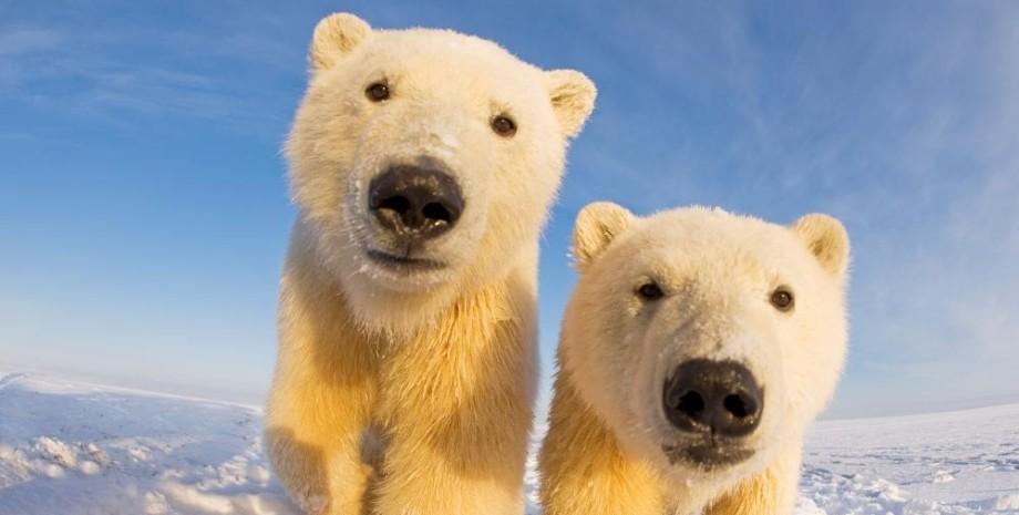 The main secret of polar bears revealed: why ice doesn't stick to their fur (photos).