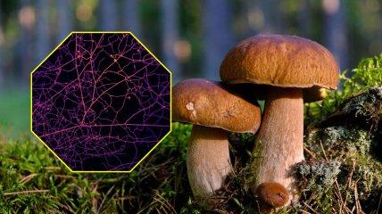 Mushrooms are experts in forming "trade networks," as researchers have discovered.