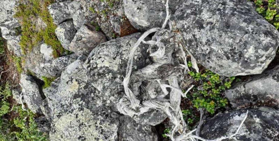 Scientists have discovered the oldest shrub in Earth's history, believed to be 1,647 years old.