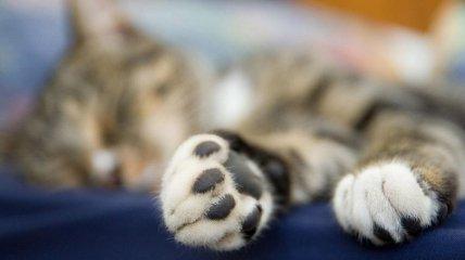 Why do cats have paws? Scientists have provided an answer to this significant question.