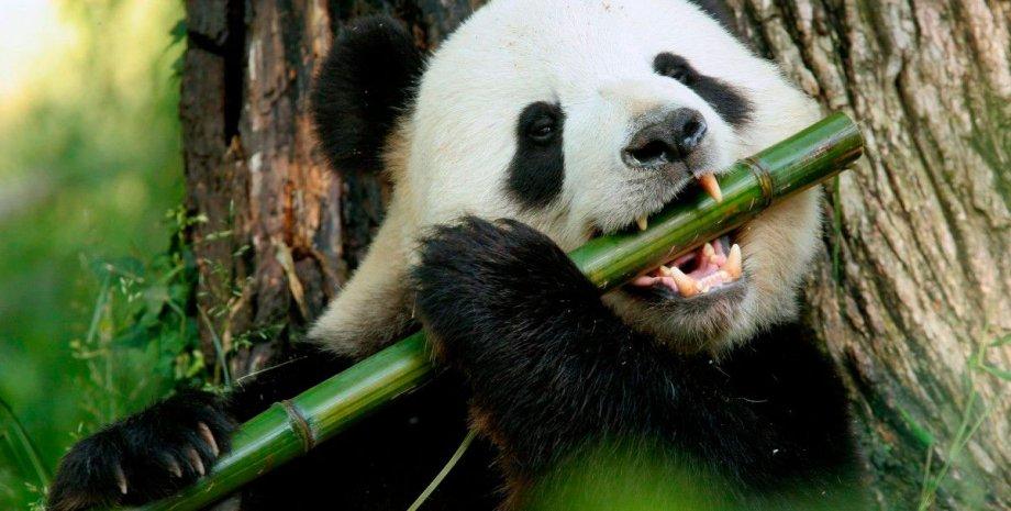 "Cunning bamboo" regulates panda genes and alters their behavior: findings from researchers.