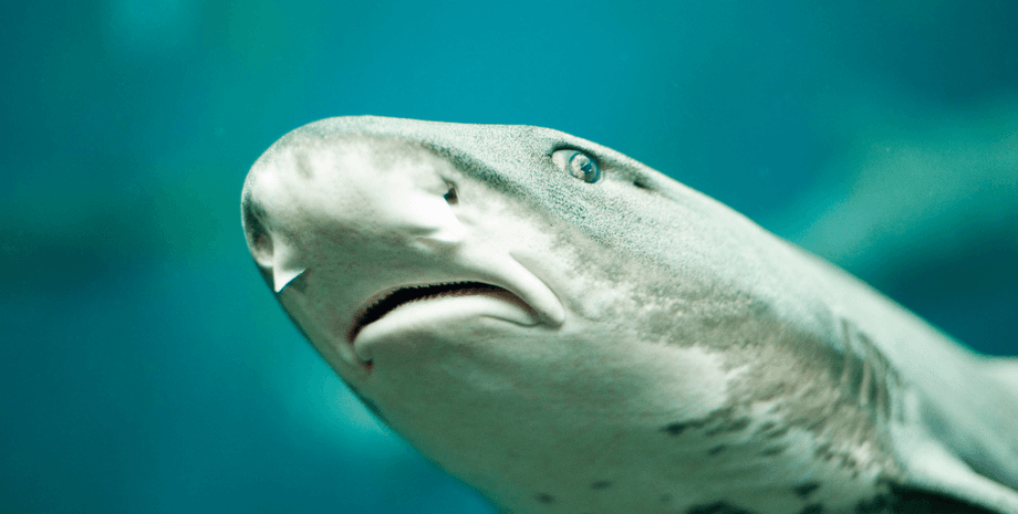 Hypnotized and collected sperm: scientists are using an unusual method to save leopard sharks.