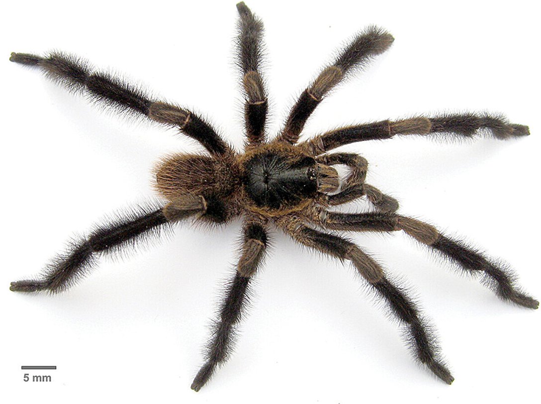 Trichopelma grande