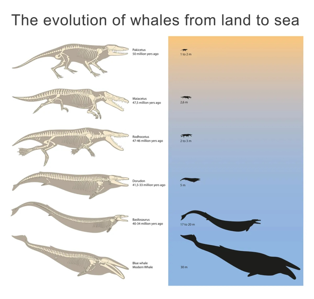 киты, эволюция китов, киты эволюция