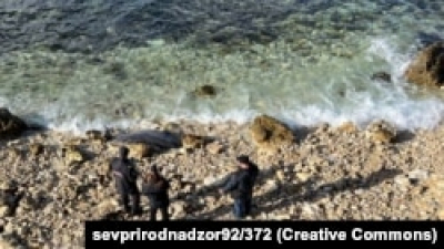 Через воєнні дії РФ у Чорному морі за березень загинули десятки дельфінів – «Тузлівські лимани»